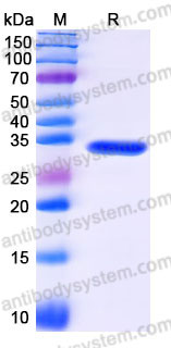 YHC21802, SDS-PAGE