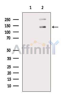 Валидация Affinity DF15395 - 11710