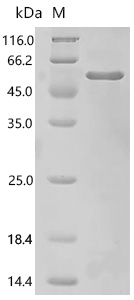 SDS-PAGE