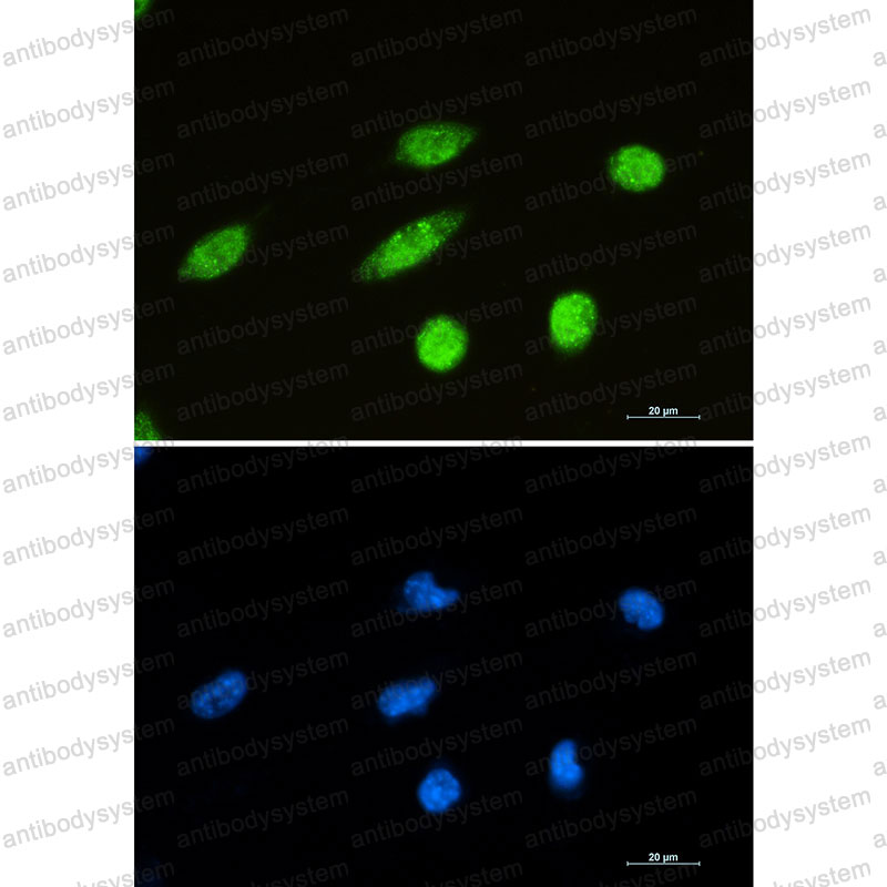 Валидация IF - AntibodySystem RHA00602