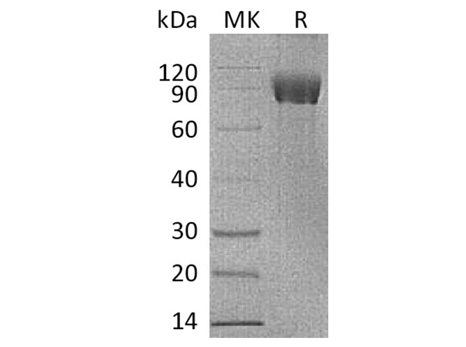 Валидация Elabscience PKSH033635(3921)