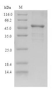 SDS-PAGE