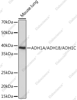 Вестерн-блоттинг, ADH1A/ADH1B/ADH1C, ткань легкого мыши