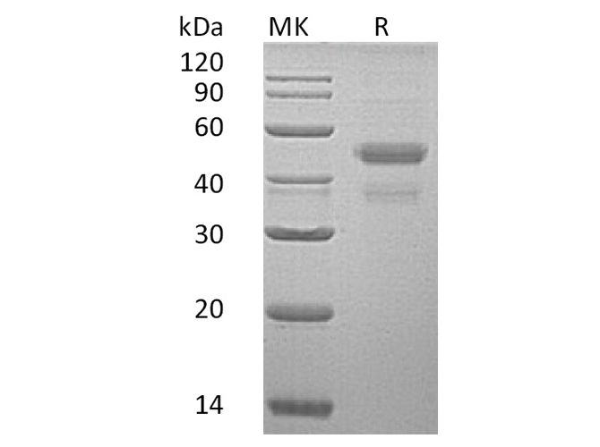 Валидация Elabscience PKSH032399(2880)