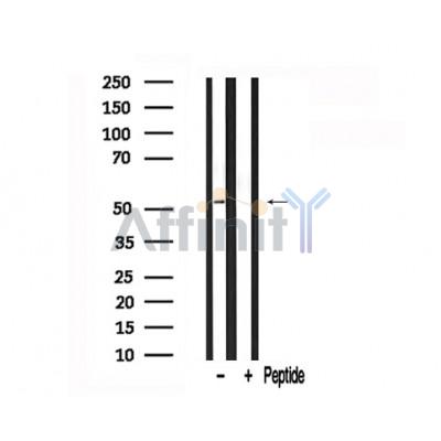 Валидация Affinity AF7694 - 4381