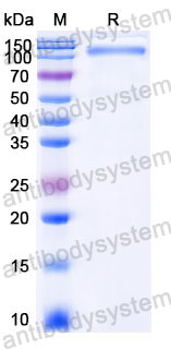 EHC29401, SDS-PAGE