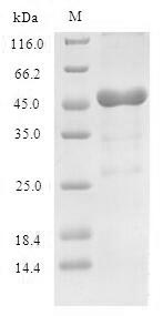 SDS-PAGE