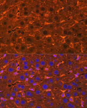 Иммунофлуоресценция, Ceruloplasmin, ткань печени крысы