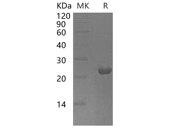 Валидация Elabscience PKSH033072(3442)