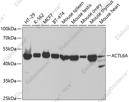 Вестерн-блоттинг, ACTL6A, различные клеточные линии