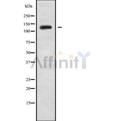 Валидация Affinity DF9747 - 22562