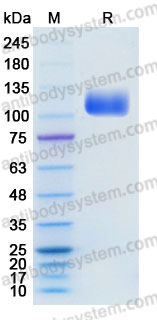 AHD38503, SDS-PAGE