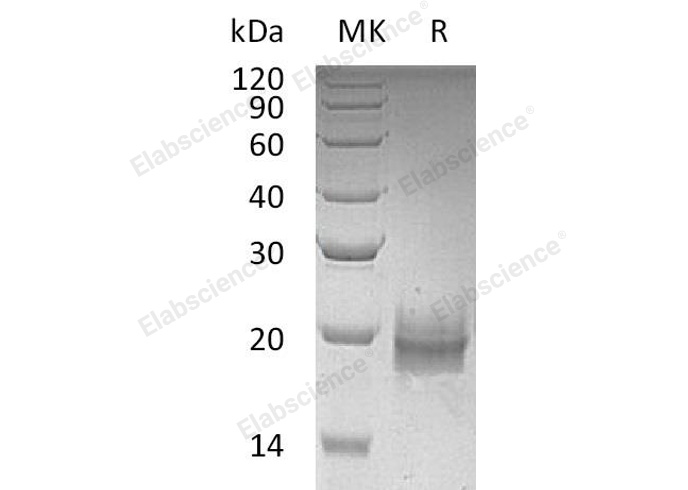 Валидация Elabscience PKSH033142(3500)