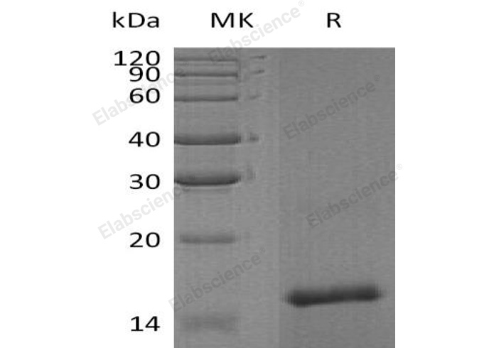 Валидация Elabscience PKSH032961(3352)