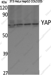 Вестерн-блоттинг, YAP1, различные клеточные линии