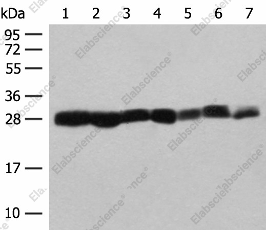 Вестерн-блоттинг, PSMA3, клетки NIH/3T3, A549, HL60, PC3, HeLa и ткань печени и селезенки мыши