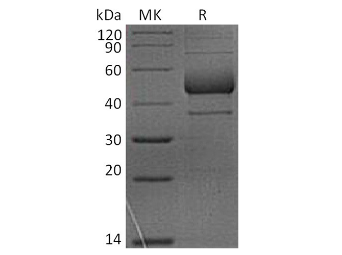 Валидация Elabscience PKSQ050074(5443)