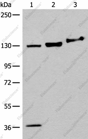 Вестерн-блоттинг, EPHA6, клетки 293T и ткань мозга мыши