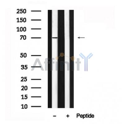 Валидация Affinity AF7619 - 4290