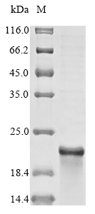 SDS-PAGE