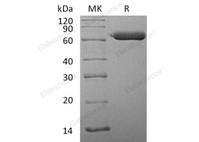 Валидация Elabscience PKSH032823(3238)