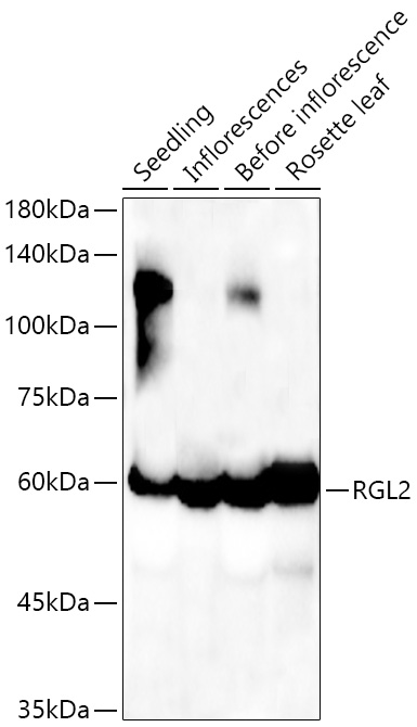 A22119, вестерн-блоттинг, ткани Arabidopsis thaliana (13442)