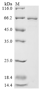 SDS-PAGE