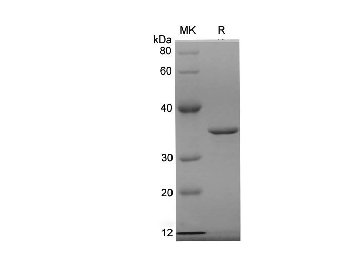Валидация Elabscience PDEH100709(184)