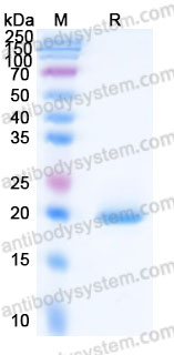 AHA55501, SDS-PAGE