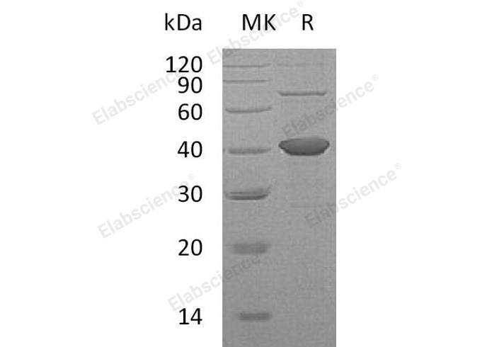 Валидация Elabscience PKSH033074(3443)