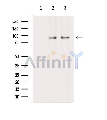Валидация Affinity DF15841 - 12348
