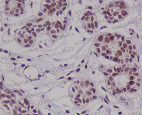 Валидация AntibodySystem RHB84102