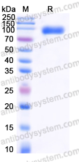 AHF64004, SDS-PAGE