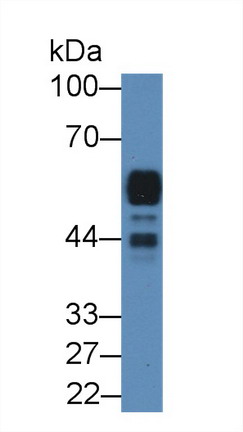 9064