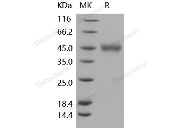 Валидация Elabscience PKSH031880(2501)