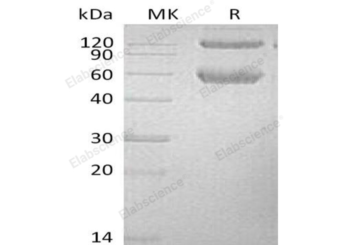 Валидация Elabscience PKSM040936(4878)