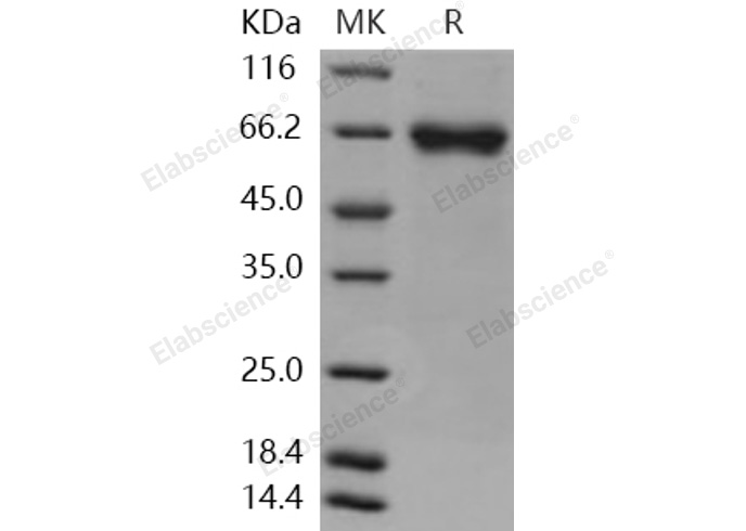 Валидация Elabscience PKSH031136(1913)