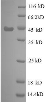 SDS-PAGE