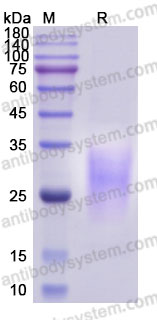 AHE07703, SDS-PAGE