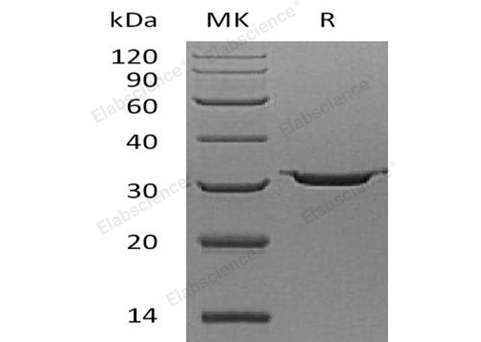 Валидация Elabscience PKSH032164(2690)