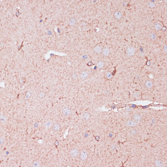 Валидация Elabscience E-AB-67224