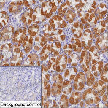 Валидация AntibodySystem RHN48901