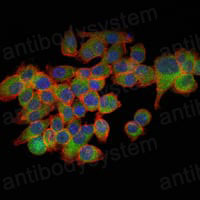 Валидация IF - AntibodySystem RHC20904