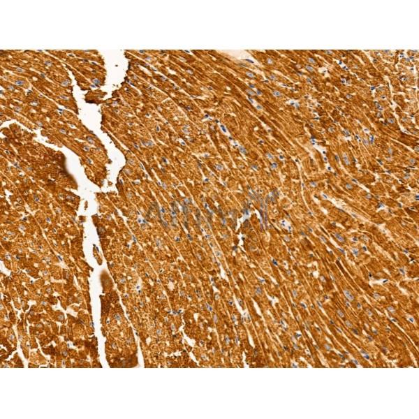 Валидация Affinity AF5450 - 3099