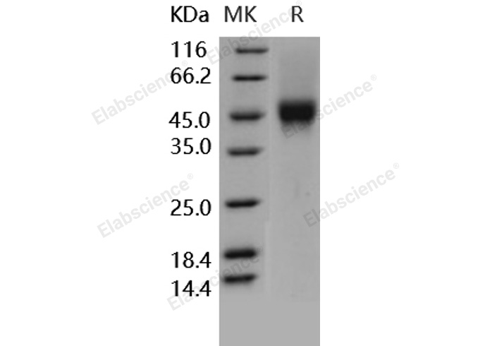 Валидация Elabscience PKSH030285(1232)
