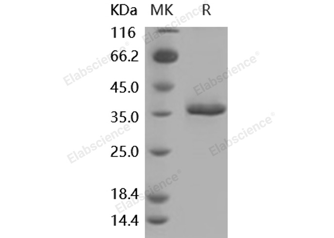 Валидация Elabscience PKSM040904(4852)
