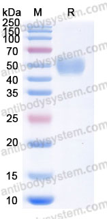 AHE06901, SDS-PAGE