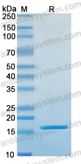 EHK87401, SDS-PAGE