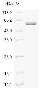 SDS-PAGE