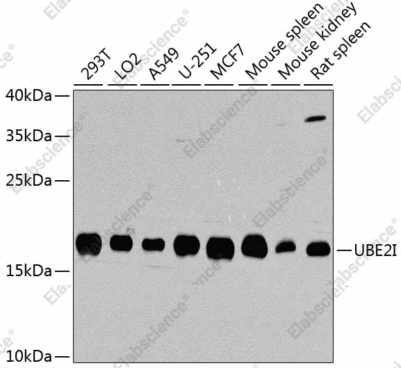 Вестерн-блоттинг, UBE2I, различные клеточные линии